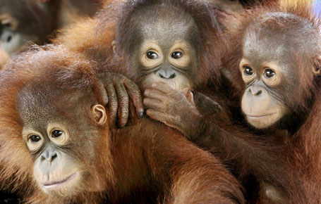 Orangutans are found only in the rainforests of Borneo and Sumatra and are among the most intelligent of primates.
